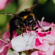 Bienenvolk Haltung Mieter Mietwohnung